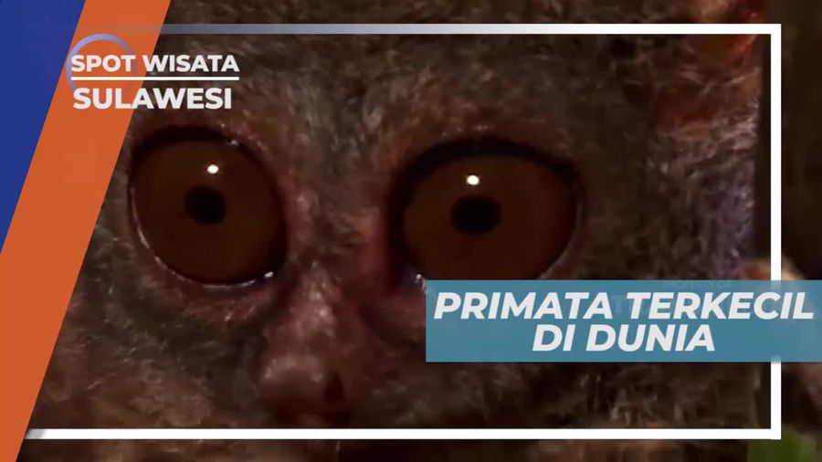 Tarsius, Primata Terkecil di Dunia, Cagar Alam Tangkoko Sulawesi Utara                  