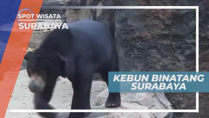 Melihat Tingkah Lucu Satwa di Kebun Binatang Surabaya             