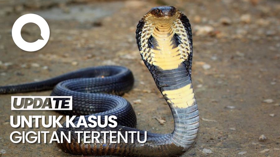 Deretan RS di Jakarta yang Punya Serum Antibisa Ular