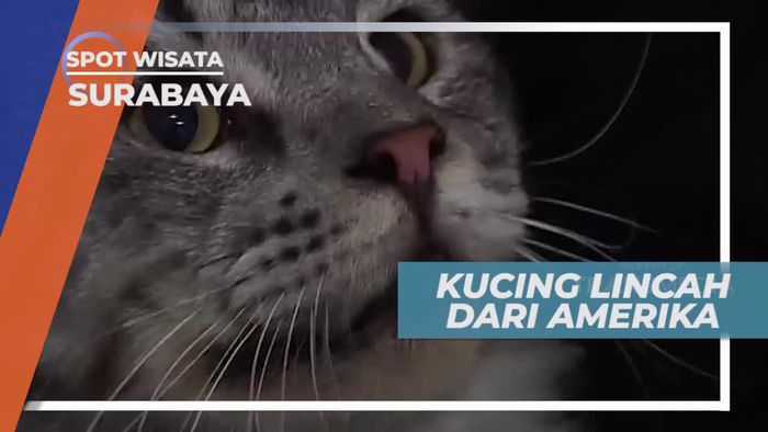 Kucing Bengal, Si Lincah Dari Amerika, Surabaya           