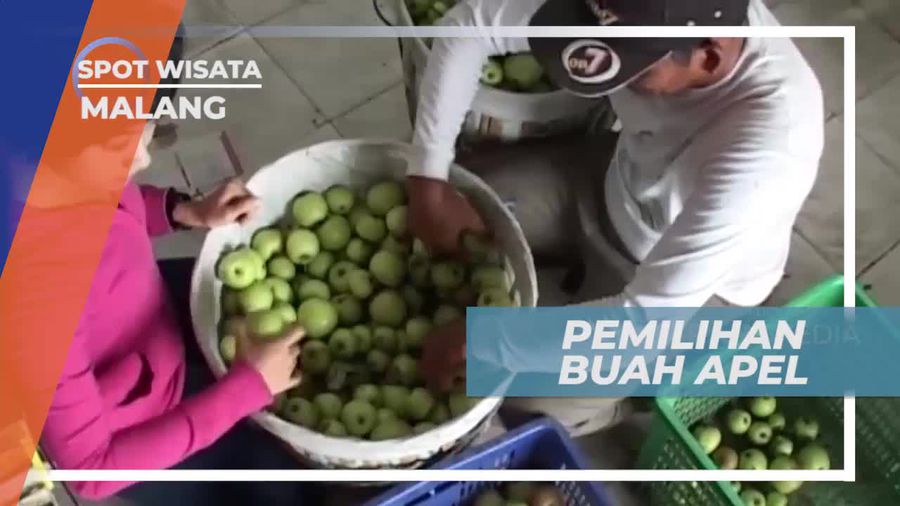 Menikmati Cita Rasa Manis Khas Apel Malang, Kota Malang                 