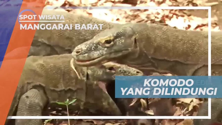 Komodo, Kadal Terbesar di Dunia, Manggarai