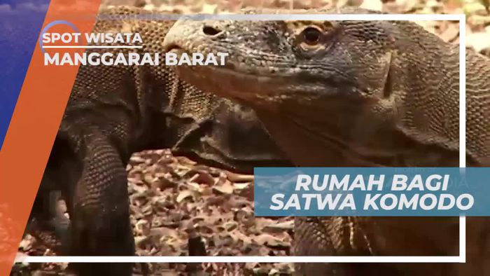 Berkunjung ke Pulau Komodo, Rumah Bagi Si Naga Indonesia, Manggarai Barat             