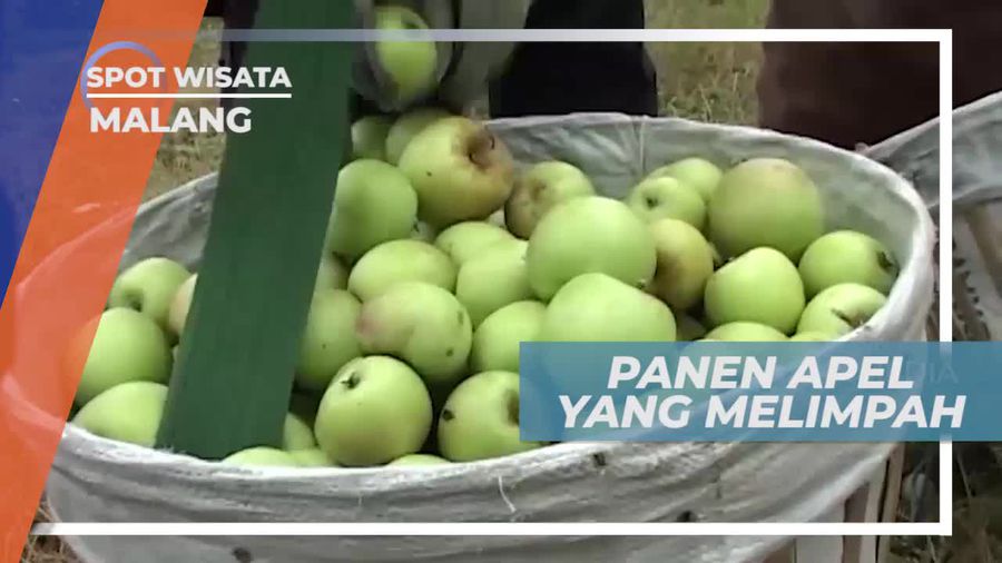 Panen Apel Malang, Si Manis yang Berkhasiat, Kota Malang               