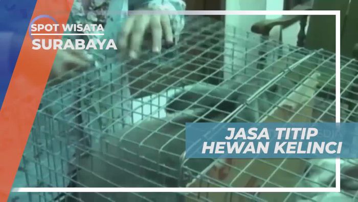 Jasa Titip Hewan Kelinci di Surabaya Jawa Timur           