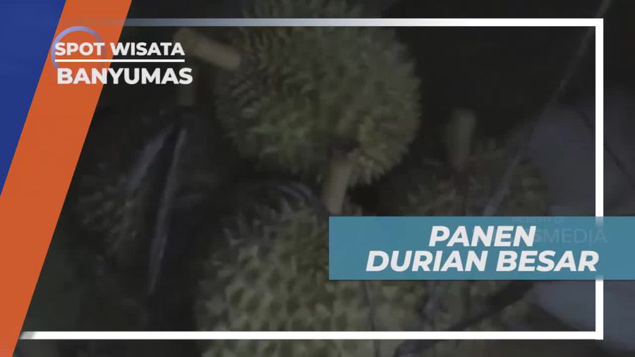 Bhineka Bawor, Durian di Banyumas Dengan Cita Rasa Khas                    