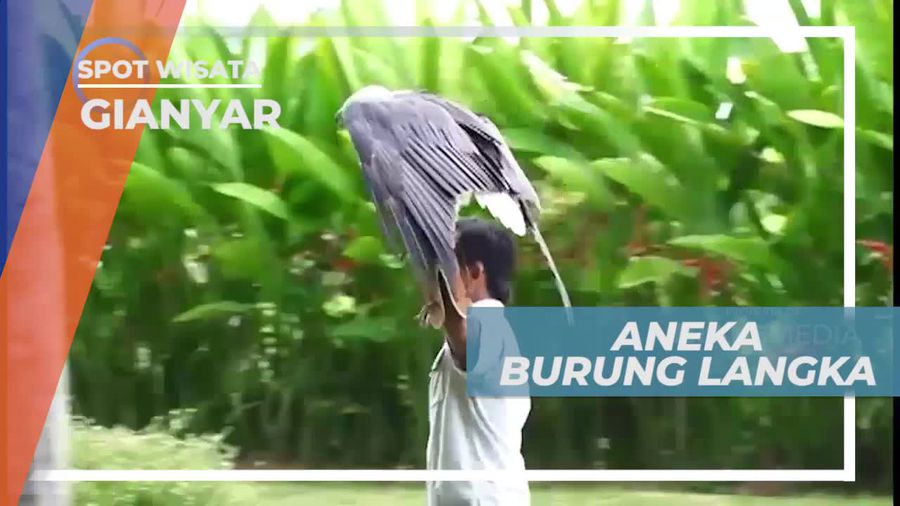 Melihat Dari Dekat Aneka Burung Langka di Gianyar Bali
