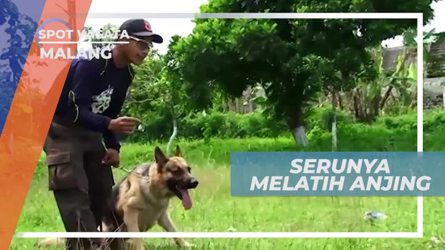 Melatih Ketangkasan Anjing Bersama Komunitas Canine, Kota Malang                    