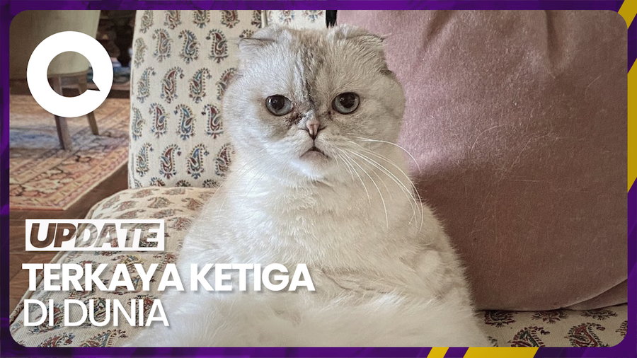 Kucing Taylor Swift Punya Kekayaan Rp 1,5 Triliun
