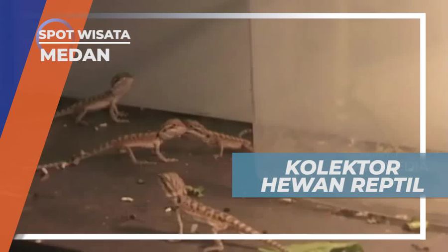 Melihat Koleksi Hewan Reptil Milik Kolektor Medan