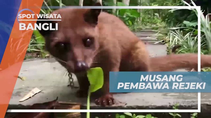 Musang atau Luwak, Satwa Pembawa Rejeki Bagi Petani Kopi Bangli, Bali            