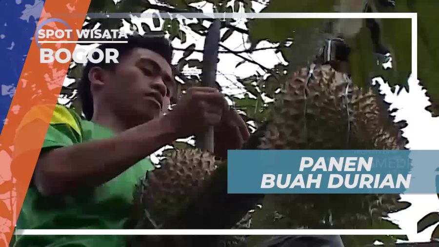 Panen Buah Durian di Perkebunan Kota Bogor         