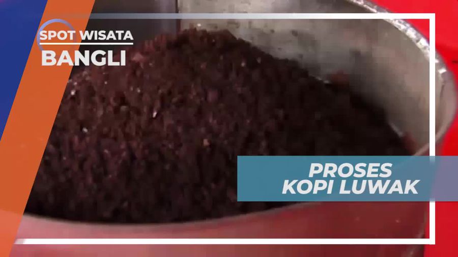 Melihat Pembuatan Kopi Luwak di Bangli, Bali