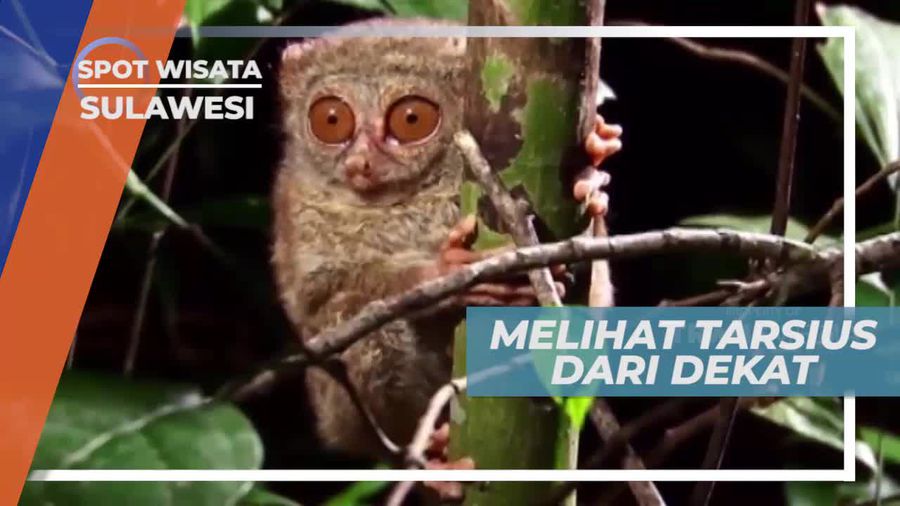 Kehidupan Tarsius diM alam Hari, Cagar Alam Tangkoko Lampung