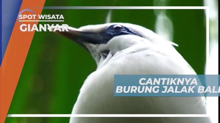 Jalak Bali, Satwa Endemik yang Hanya Ditemukan di Bagian Barat Hutan Pulau Bali               