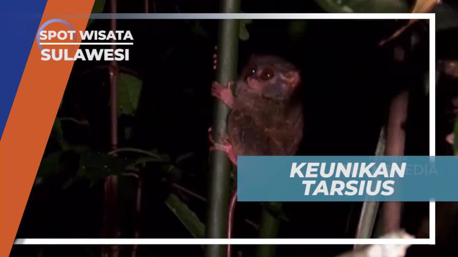 Tarsius, Satwa Insektivora Pemakan Serangga, Cagar Alam Tangkoko Lampung                 