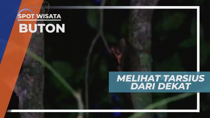 Melihat Tarsius, Primata Langka di Hutan Lambusango Buton Sulawesi Tenggara