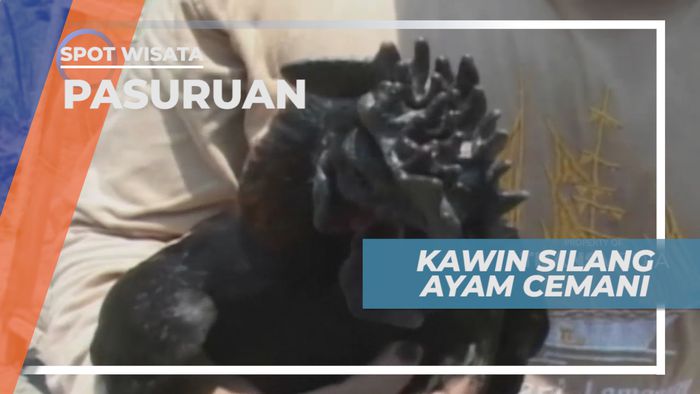 Uniknya Ayam Hasil Silang Antara Ayam Cemani dan Ayam Kanada, Pasuruan