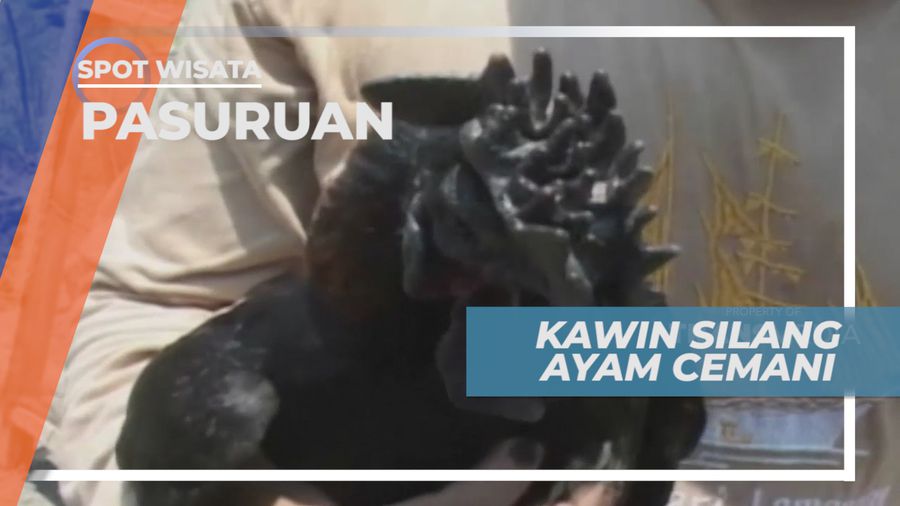 Uniknya Ayam Hasil Silang Antara Ayam Cemani dan Ayam Kanada, Pasuruan