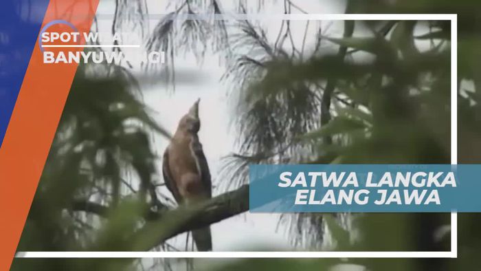 Melihat Elang Jawa, Pemangsa Berukuran Besar, Banyuwangi            