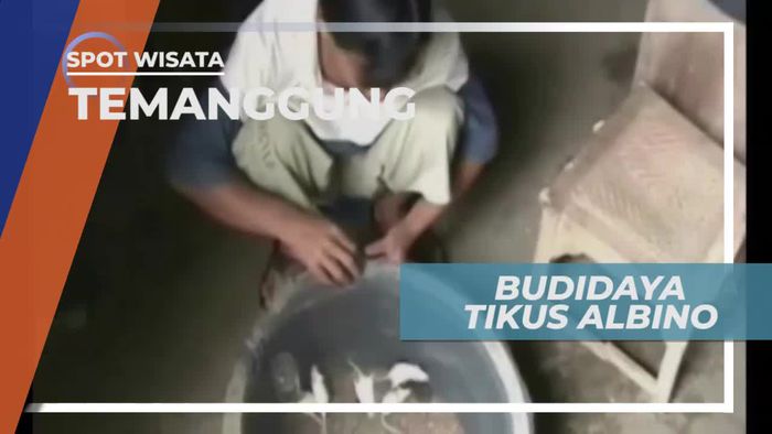 Budidaya Tikus Albino di Kota Temanggung