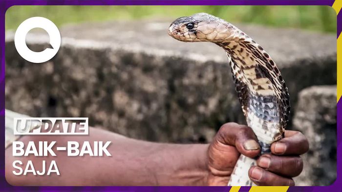 Simak! Pertolongan Pertama jika Digigit Ular Berbisa
