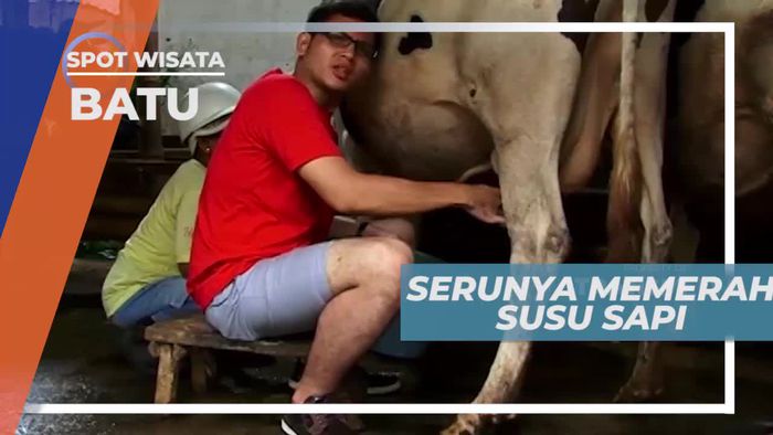 Wisata Edukasi Memerah Susu Sapi di Kota Batu