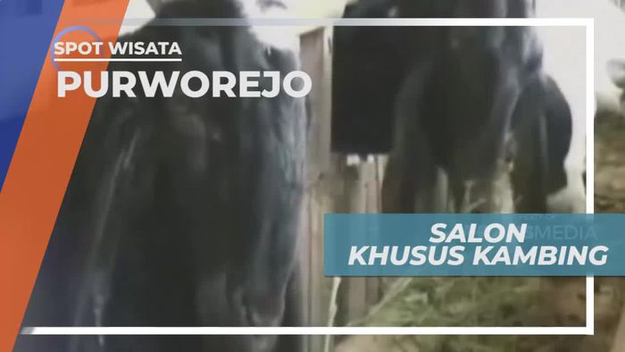 Salon Unik Khusus Untuk Kambing Etawa, Purworejo