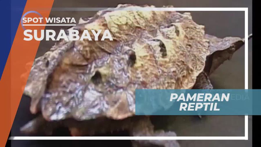 Pameran Reptil di Pusat Perbelanjaan Surabaya