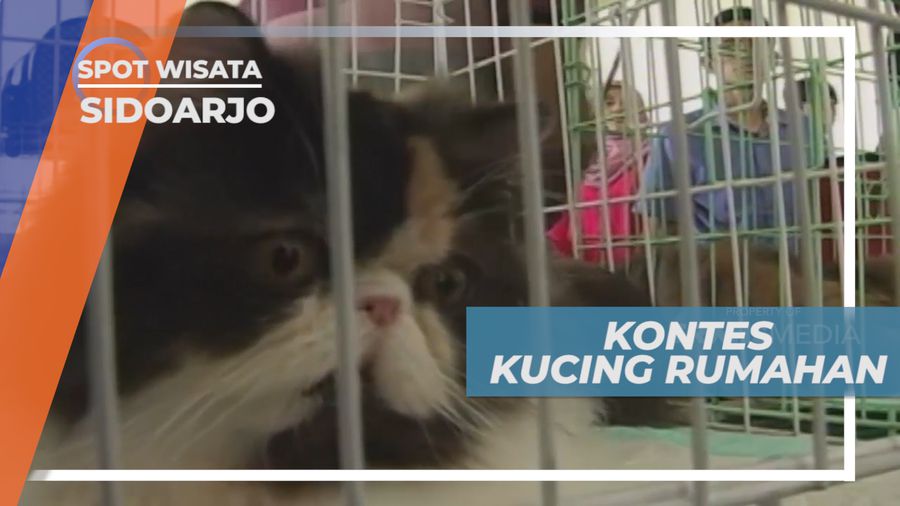 Kemeriahan Kontes Kucing Rumahan yang Lucu Menggemaskan, Sidoarjo