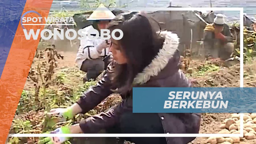 Serunya Merawat dan Memanen Kentang Langsung dari Kebunnya, Wonosobo