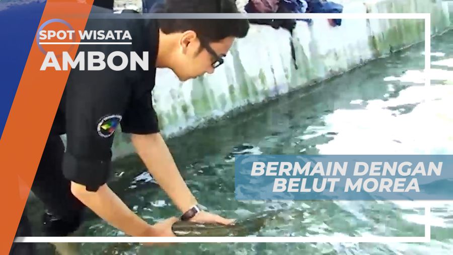 Sensasi Seru Bermain Dengan Belut Morea Raksasa, Ambon