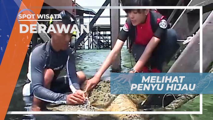 Penyu Hijau, Penghuni Surga Pulau Derawan, Kalimantan Timur