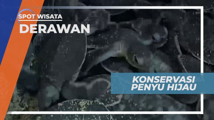 Mengunjungi Balai Konservasi Penyu Hijau di Pulau Derawan, Kalimantan Timur