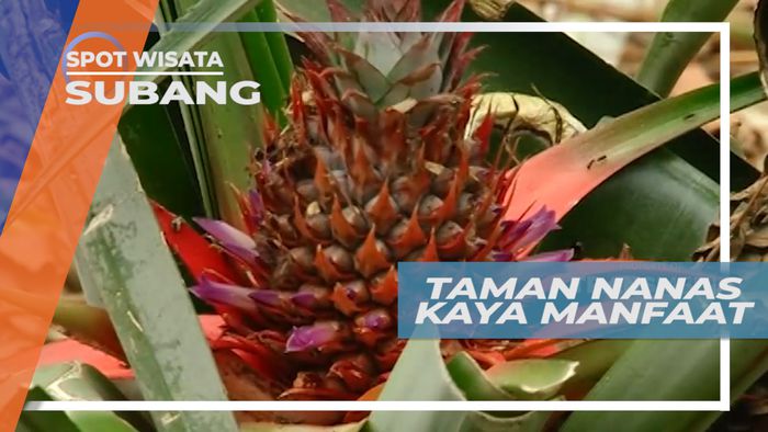 Nanas, Tanaman yang Kaya Manfaat, Subang Jawa Barat