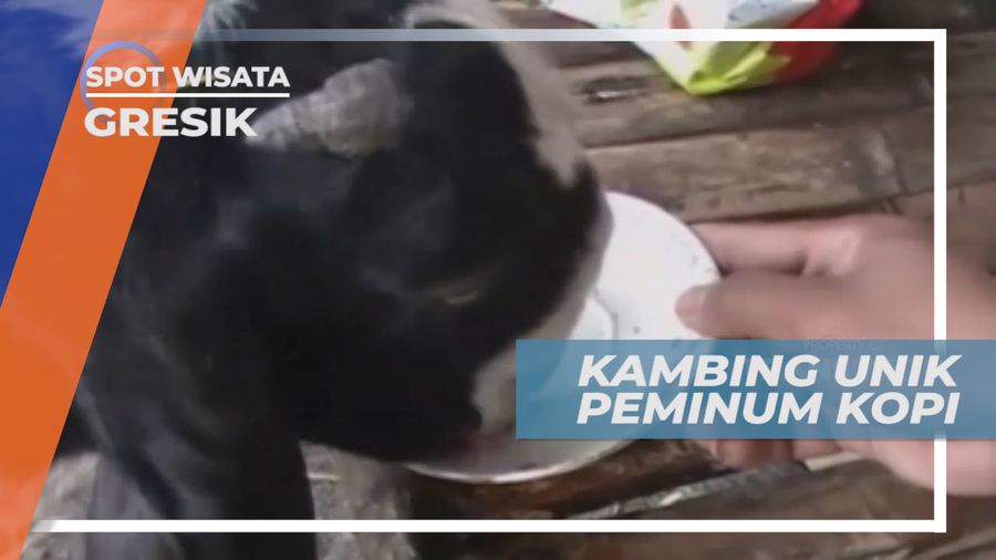 Kambing Unik yang Gemar Minum Kopi di Gresik Jawa Timur