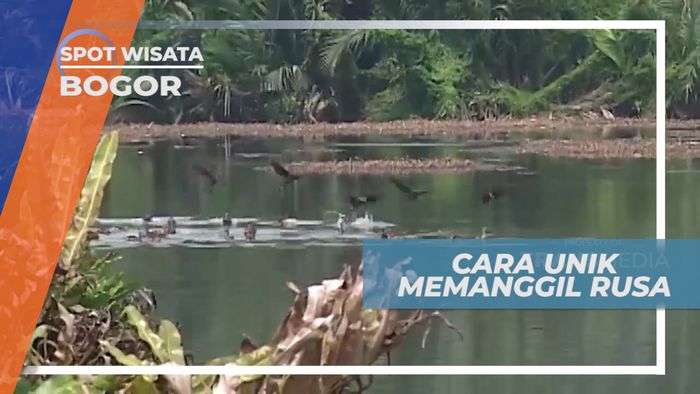 Melihat Aneka Jenis Burung di Suaka Margasatwa Muara Angke Jakarta