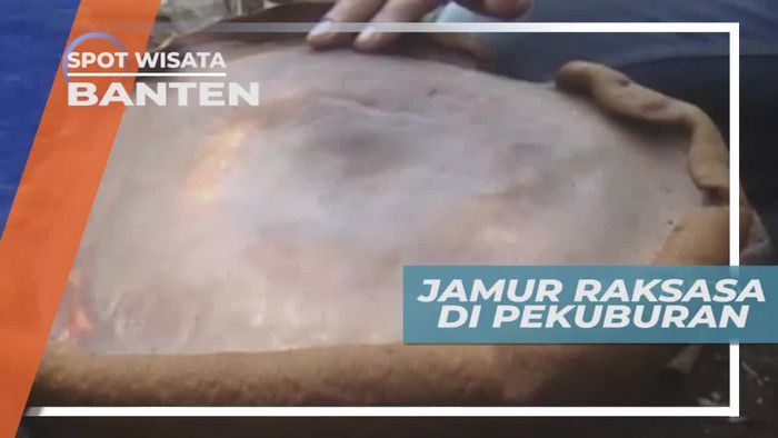 Melihat Dari Dekat Jamur Raksasa di Banten