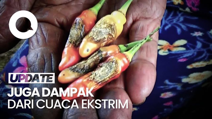 60 Persen Panen Cabai di Banjarnegara Busuk Diserang Hama Patek