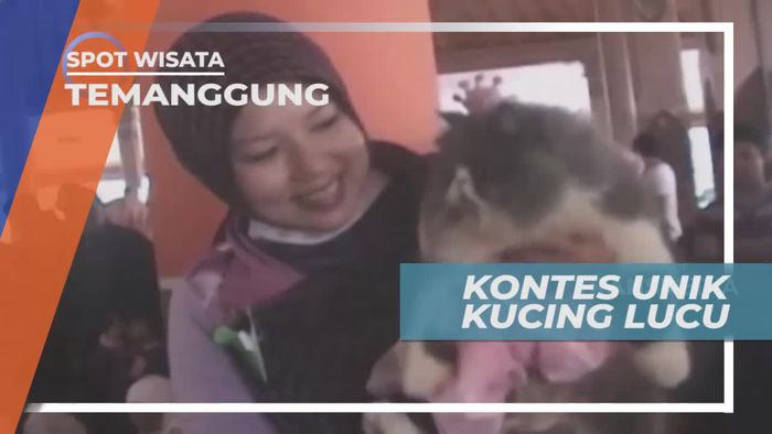 Kontes Unik Aneka Jenis Kucing Lucu, Temanggung