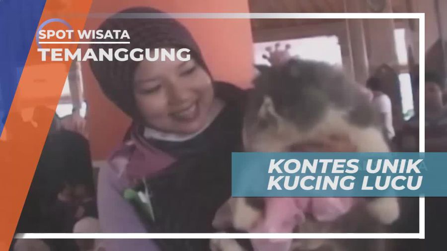 Kontes Unik Aneka Jenis Kucing Lucu, Temanggung