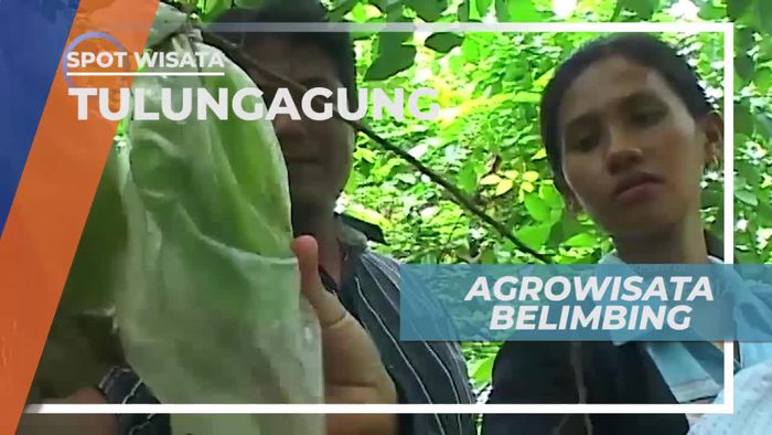 Agrowisata Petik Belimbing Langsung Dari Pohonnya, Tulungagung Jawa Timur
