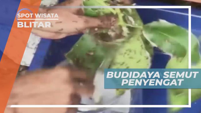Budidaya Semut Penyengat, Berlimpah Cuan Dari Telurnya, Blitar