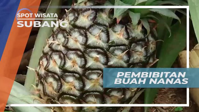 Melihat Pembibitan Buah Nanas di Kota Subang Jawa Barat
