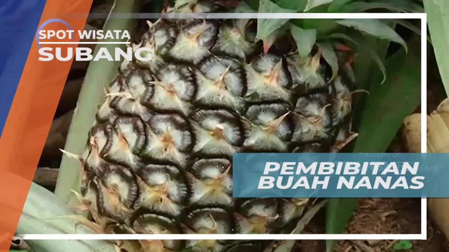 Melihat Pembibitan Buah Nanas di Kota Subang Jawa Barat