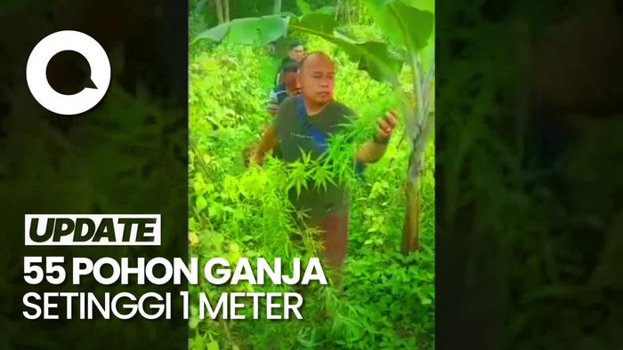 Tanam Ganja di Sela Tanaman Sayur,  Petani di Lampung Diciduk
