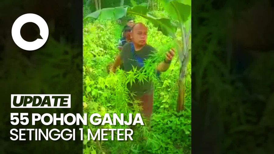 Tanam Ganja di Sela Tanaman Sayur,  Petani di Lampung Diciduk