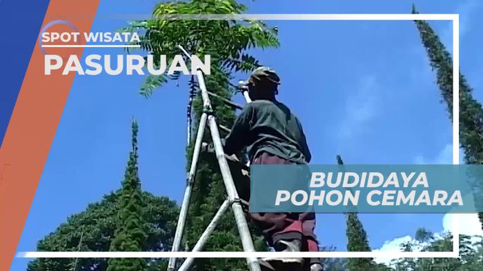 Budidaya Pohon Cemara di Tretes Pasuruan Jawa Timur