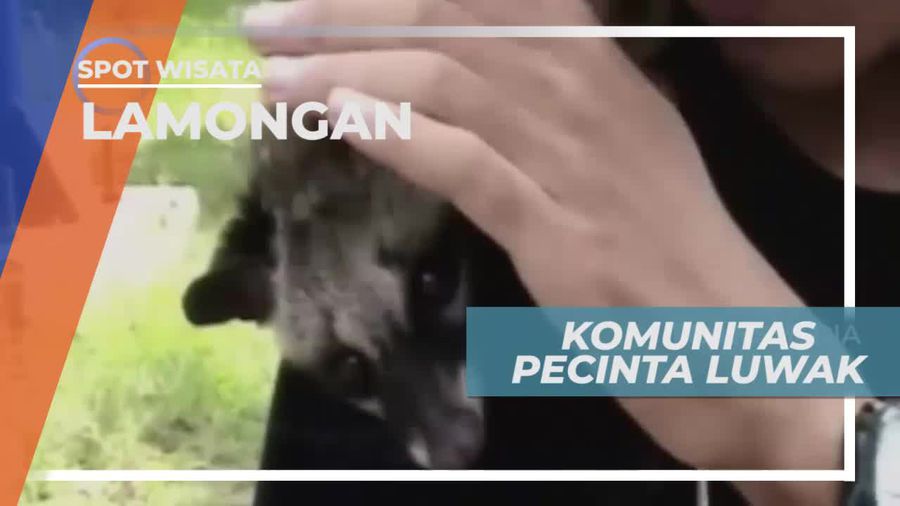 Berkenalan Dengan Komunitas Pecinta Luwak di Lamongan Jawa Timur