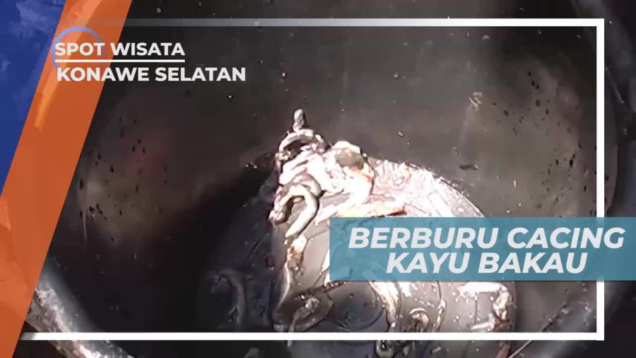 Berburu Cacing Kayu Bakau di Konawe Selatan Sulawesi Tenggara